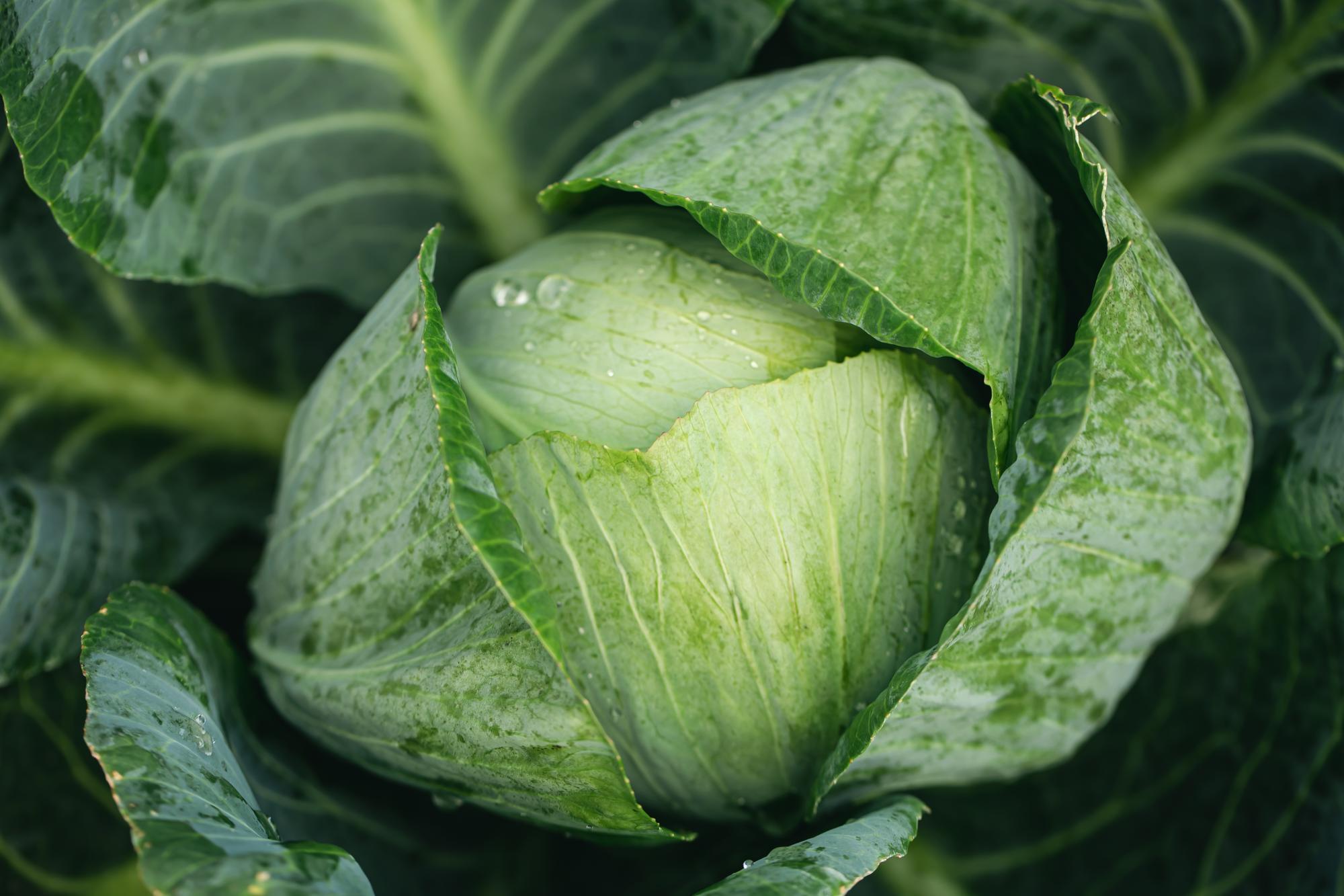 🌱 Introducing Home Harvest Cabbage Hybrid Delta F1 – The Future of Farming in Uganda - Cover Image
